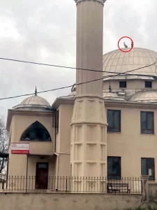 Leylek Yuvadan Ayrıldı