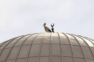 Leylek Yuvası Güvenli Alana Taşındı