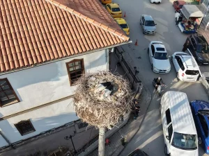 Leylekler Çubuk’ta Geri Döndü