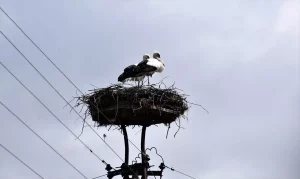 Leylekler Cuma Ovası’na Geldi