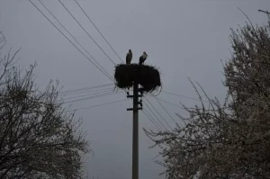 Leylekler Dodurga’ya Döndü