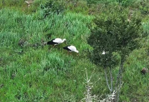 Leylekler Esenler’de Mola Verdi