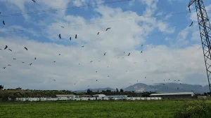 Leylekler Hatay’da Görsel Şölen Yarattı