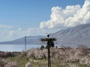 Leylekler Kale’ye Döndü