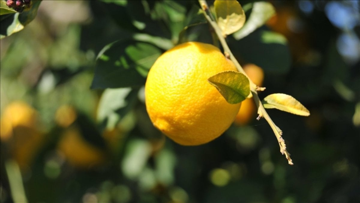 Limonda gümrük vergisine düzenleme