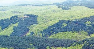 Longoz ormanları yok olmasın