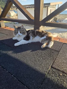 Mahsur Kedi Kurtarıldı