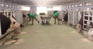 Malatya’da şap alarmı! TİGEM karantinaya alındı