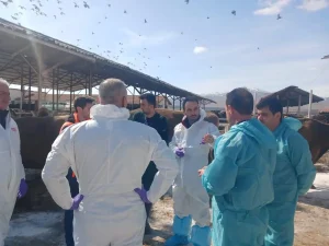 Malatya’da Şap Hastalığı Karantinası