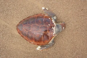 Manavgat’ta Ölü Caretta Caretta Bulundu