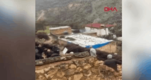 Mardin’de ahır çöktü; 50 küçükbaş hayvan öldü