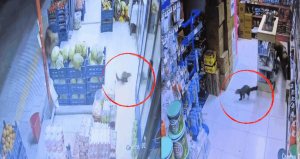 Markette davetsiz misafir: Açık kapıdan girdi reyonları gezdi