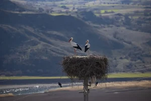 Mazgirt’te Leylekler Baharı Karşıladı