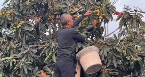 Mersin’de yılın ilk hasadı başladı: Kilosu 1.500 TL’den satılıyor