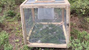 Muğla, Marmaris’te ‘çam kese böceğine’ karşı kafesle mücadele