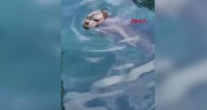 Muğla’da balıkçı barınağında fok görüldü
