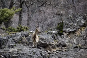 Munzur Vadisi Milli Parkı’nda Yaban Hayvanları Hareketleniyor