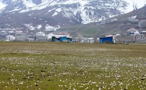 Muş Ovası’nda Çiğdemler Açtı