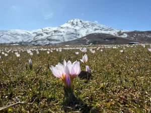 Muş’ta Çiğdemler Doğayı Renklendirdi