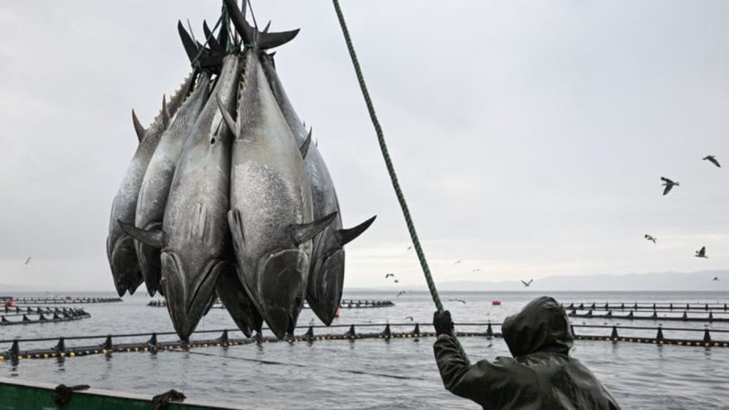 Orkinos avcılığında mevcut sistem devam edecek