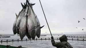 Orkinos avcılığında mevcut sistem devam edecek