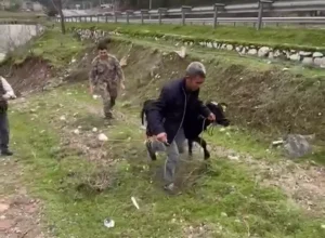Polis Memuru Kaçan Buzağıyı Yakaladı