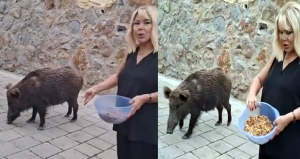 Safiye Soyman kapısına kadar gelen domuzu cevizle besledi