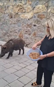 Safiye Soyman’dan Yaban Domuzuna Yardım