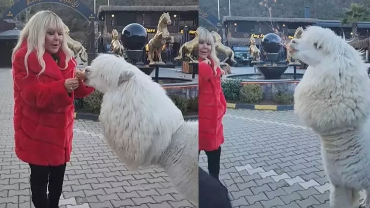 Safiye Soyman’ın alpaka paylaşımı! Yüzüne tükürdü