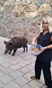 Safiye Soyman’ın Yaban Domuzu Macerası