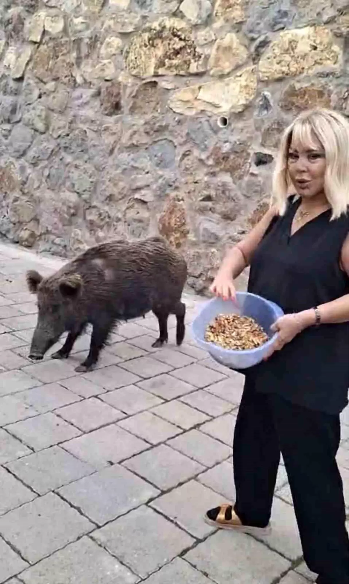 Safiye Soyman’ın Yaban Domuzu Macerası