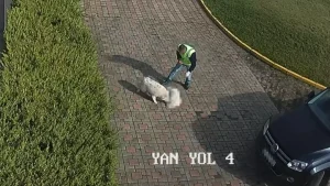 Sakarya’da Köpek Ölümü Üzerine İnceleme