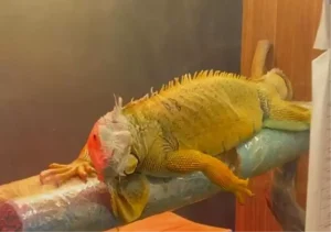 Samsun’da Kaçak Hayvan Operasyonu