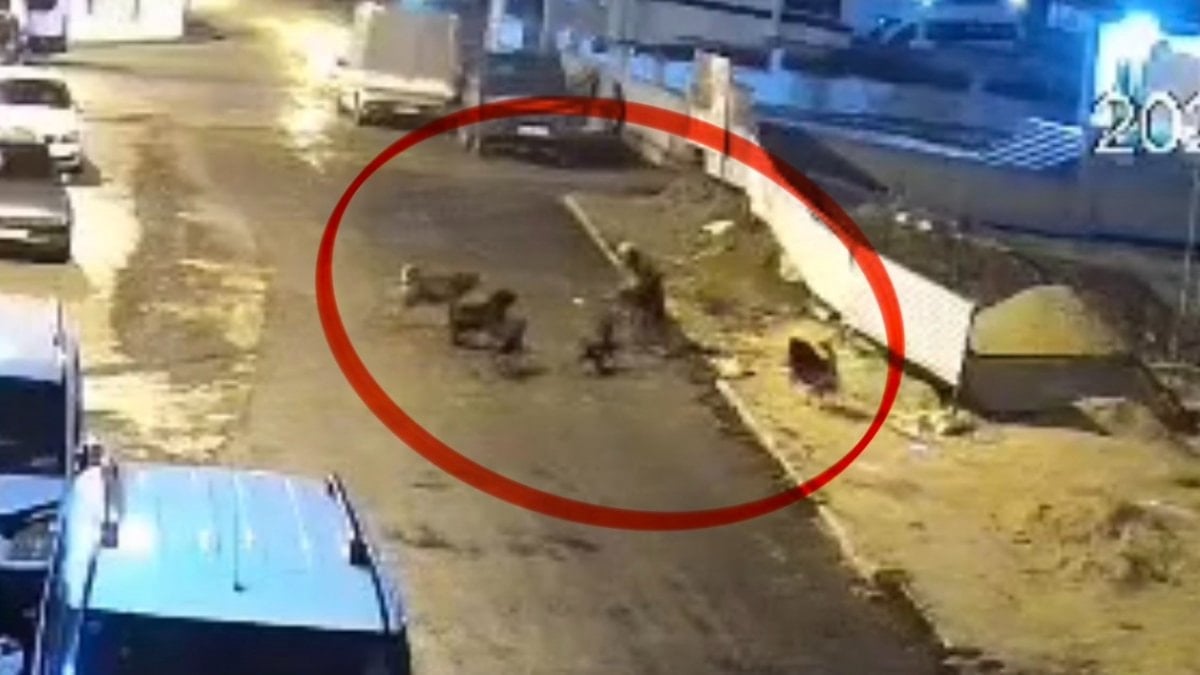 Samsun’da teravih dönüşü başıboş köpek saldırısı