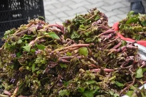 Savaşa giden askerler kullanırmış! Faydaları saymakla bitmiyor