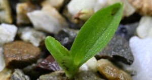 Sayısı 200’ün altına düştü, yetkililer alarma geçti