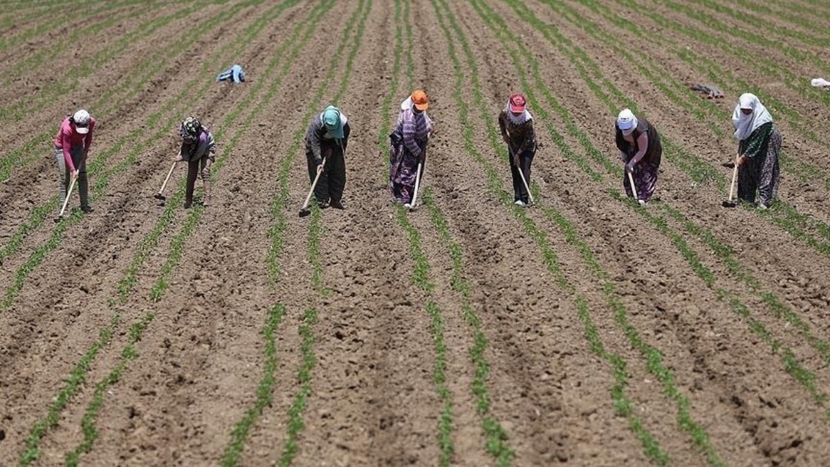 Tarım işçilerinin günlük ücreti 2025’te arttı! En yüksek ücret Rize’de