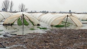 TARSİM’de prim oranları belli oldu