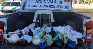 Tavuskuşlarını şehirlerarası otobüs ile kaçırırken yakalandılar