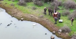 Tedavi Edilen Kuğu Gala Gölü’ne Salındı