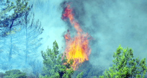 Temizlik ateşi yakarken ormanı yaktılar