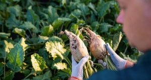 Tüm çiftçileri ilgilendiren karar: Sözleşme yapmadan eken ceza ödeyecek