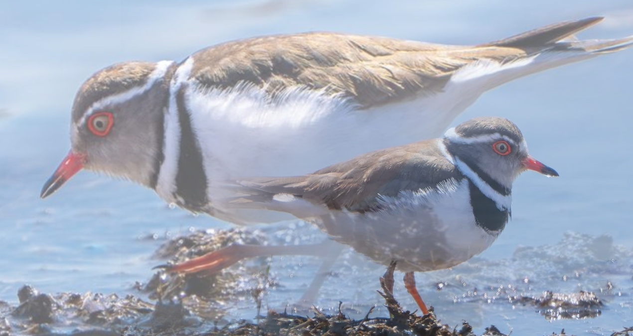 Türkiye’de ilk defa görüldü: 54. oldu, görenler oraya koştu