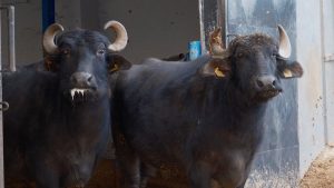 Türkiye’nin yeni manda ırkı Murana’nın sütü bol ve yağlı