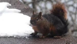 Uludağ’da Sincap Su İhtiyacını Kar ile Karşılıyor