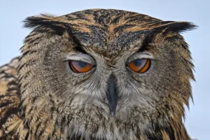 Van Gölü’nde Yaralı Kuşlar Tedavi Ediliyor