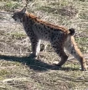 Vaşak Sivas’ta Çığlık Attı