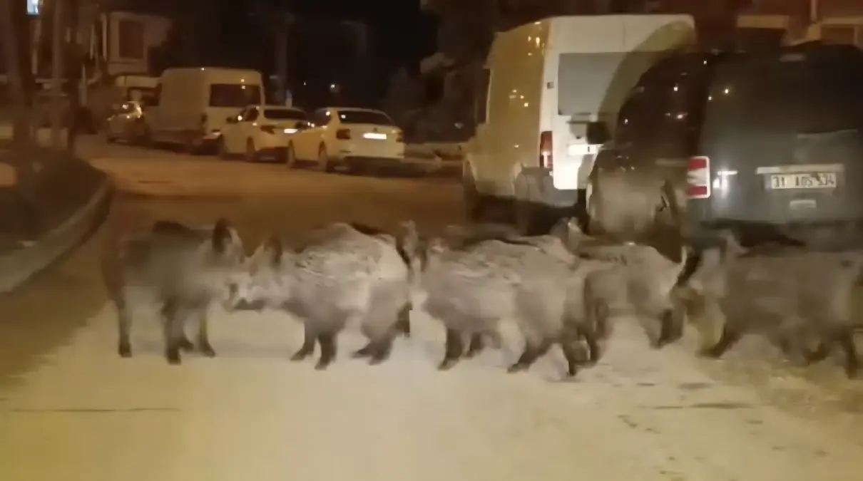 Yaban Domuzu Sürüsü Yerleşim Yerine İndi