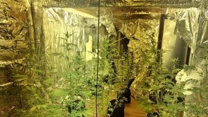 Yalova’da aranan hükümlü uyuşturucu üretirken yakalandı