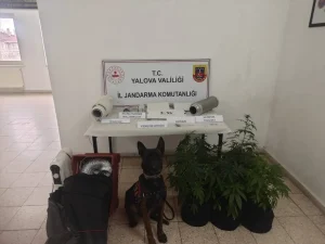 Yalova’da Uyuşturucu Operasyonu: 1 Gözaltı